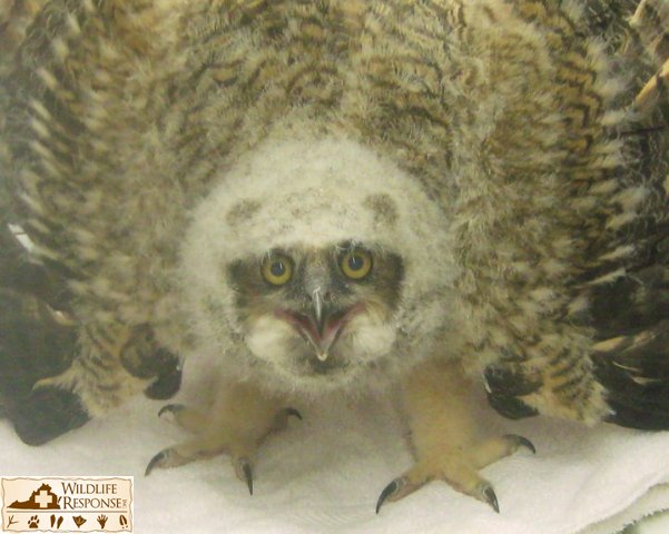 Great Horned owl 